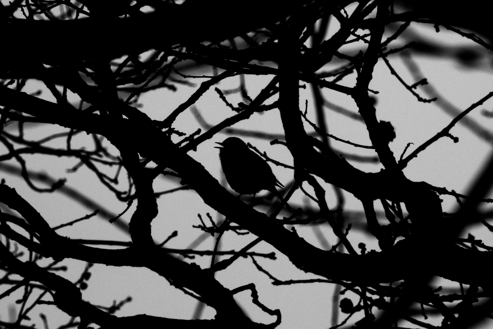 Vogelsilhouette in dichtem Geflecht aus Ästen