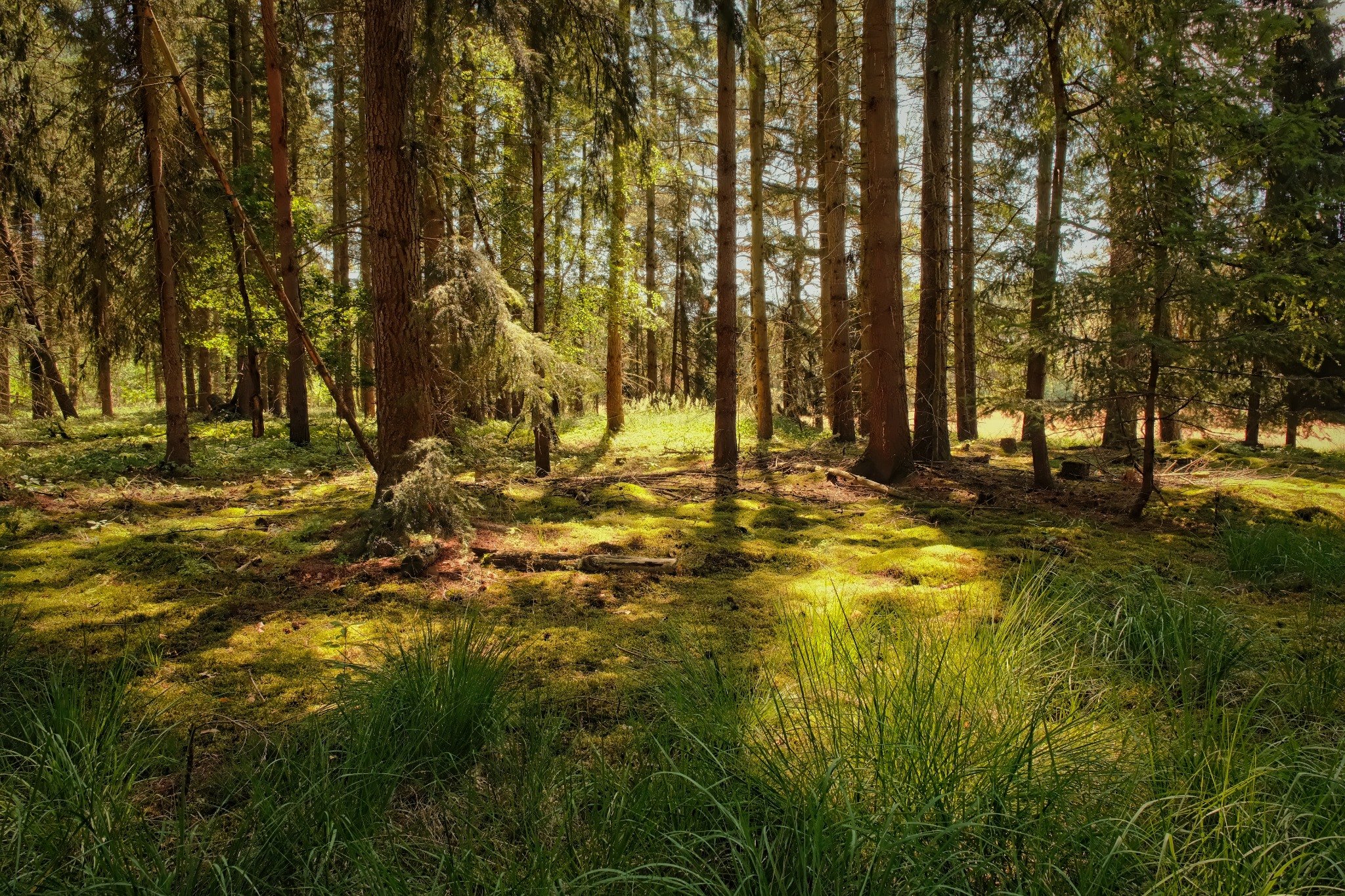 Lichtdurchfluteter Waldboden mit Moos